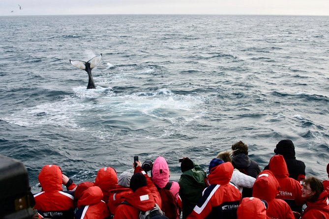 Winter Whale Watching and Northern Lights Cruise from Reykjavik - What the guarantee really adds