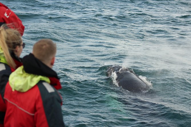Winter Whale Watching and Northern Lights Cruise from Reykjavik - Weather, cancellations, and the need for flexibility