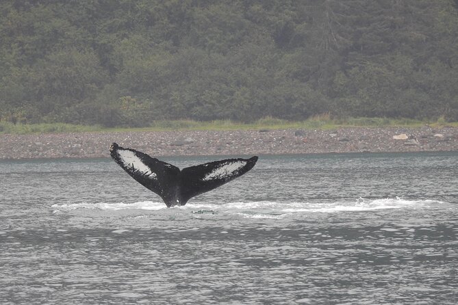 Wonderful Whales and Wildlife Tour - Why this Hoonah whale tour is worth considering