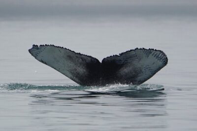 Wonderful Whales and Wildlife Tour