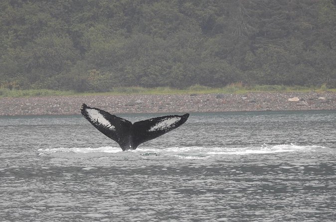 Wonderful Whales and Wildlife Tour - The guide quality and family-run feel