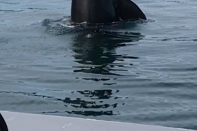 Wonderful Whales and Wildlife Tour - Is $285 a fair price?