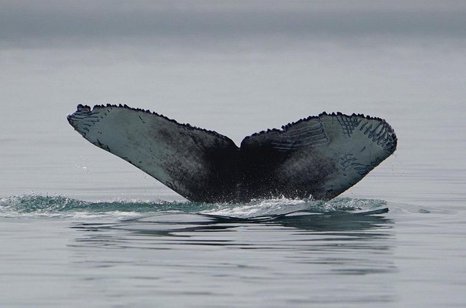 Wonderful Whales and Wildlife Tour - Weather, cancellations, and planning risks