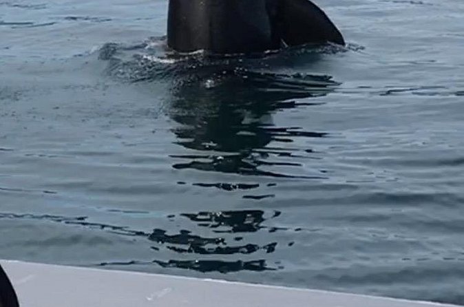 Wonderful Whales and Wildlife Tour - Who should book this experience?