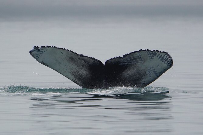 Wonderful Whales and Wildlife Tour - What the three-hour itinerary feels like