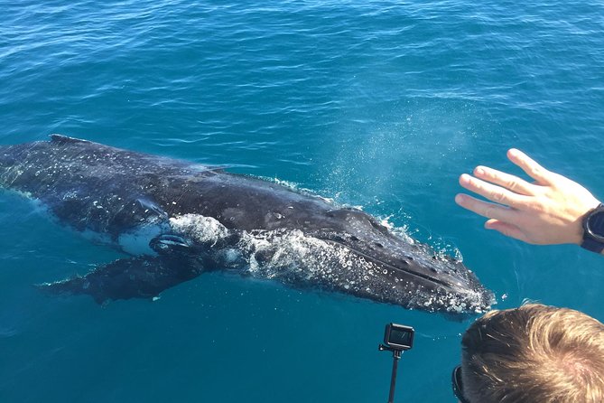 World class Whale Watching from Hervey Bay - Key points before you book