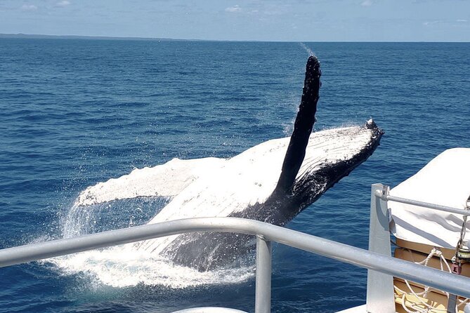 World class Whale Watching from Hervey Bay - Why Hervey Bay is such a good place for whale watching