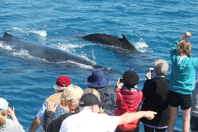 World class Whale Watching from Hervey Bay - Boarding the 20-meter MV Amaroo