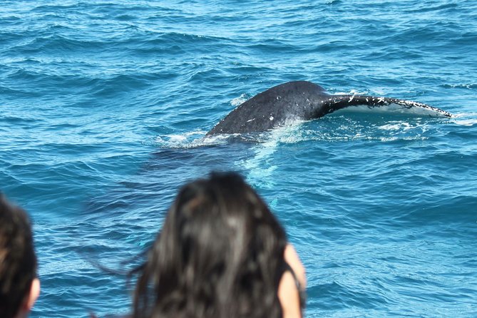 World class Whale Watching from Hervey Bay - The four-hour route and what happens at sea