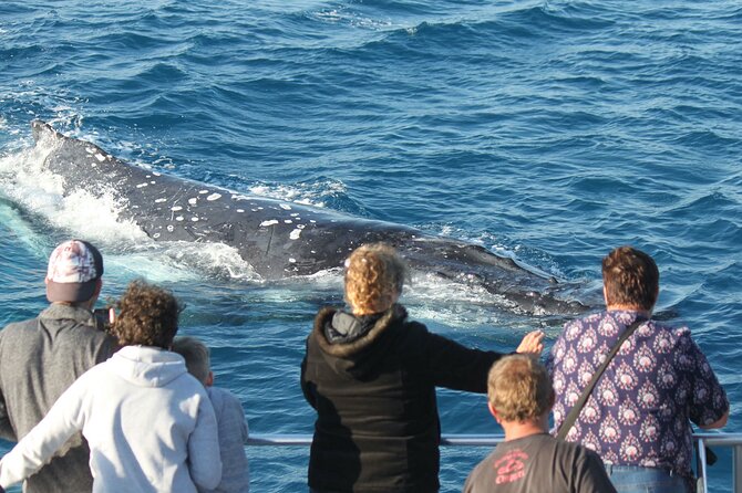 World class Whale Watching from Hervey Bay - Close encounters, breaching, and whale behavior