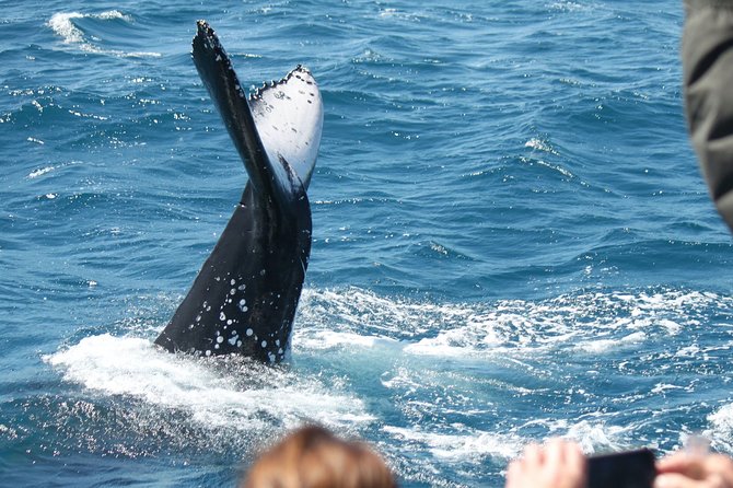 World class Whale Watching from Hervey Bay - Is the $86.07 price good value?