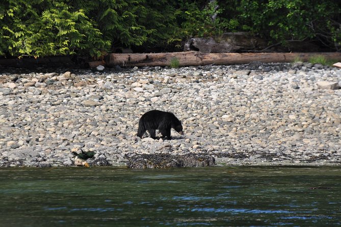 Zodiac Boat Whale and Wildlife 4-Hour Tour from Campbell River - Leaving Campbell River for open water