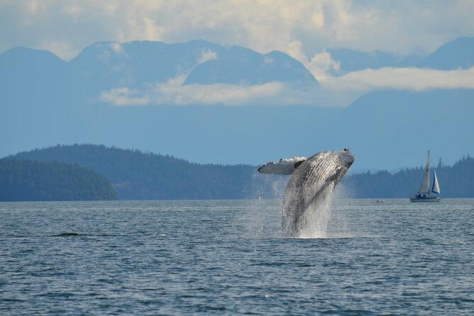 Zodiac Boat Whale and Wildlife 4-Hour Tour from Campbell River - Four hours of wildlife watching