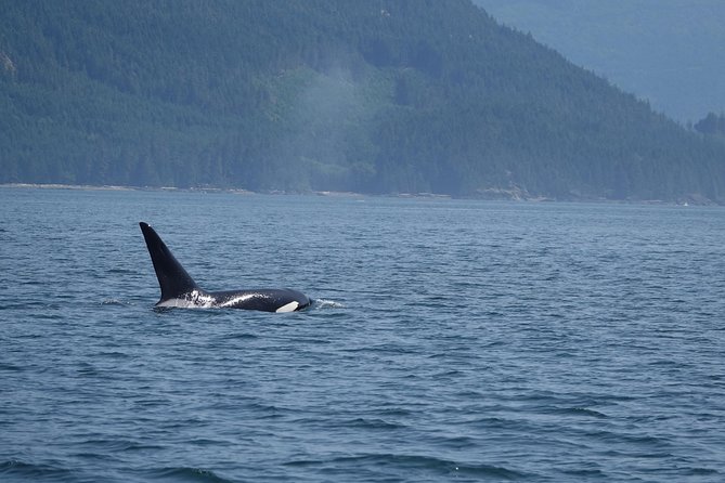 Zodiac Boat Whale and Wildlife 4-Hour Tour from Campbell River - The scenery around the islands