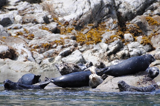 Zodiac Boat Whale and Wildlife 4-Hour Tour from Campbell River - Morning or afternoon: choosing your departure