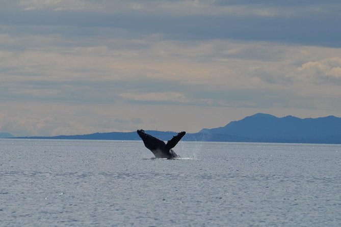 Zodiac Boat Whale and Wildlife 4-Hour Tour from Campbell River - Why the 12-person limit matters