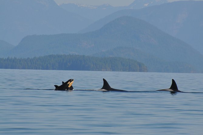 Zodiac Boat Whale and Wildlife 6-Hour Tour from Campbell River - Six hours from Campbell River, with wildlife in every direction