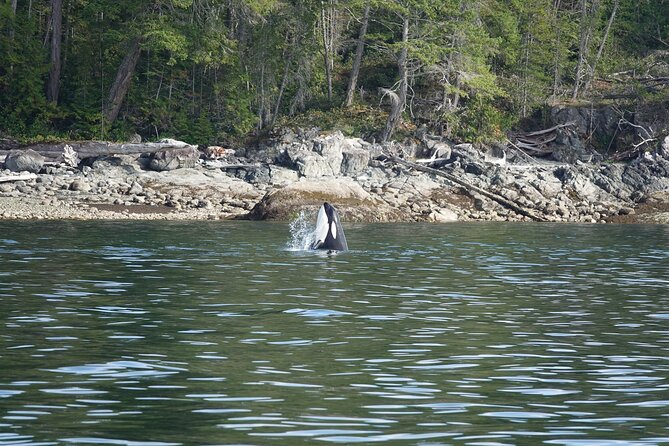 Zodiac Boat Whale and Wildlife 6-Hour Tour from Campbell River - The possible Cape Mudge Lighthouse stop