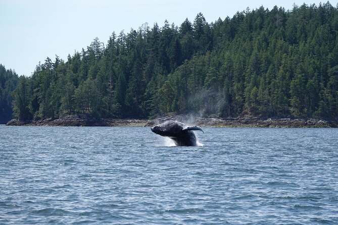 Zodiac Boat Whale and Wildlife 6-Hour Tour from Campbell River - Is $251.72 a fair price?