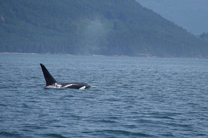 Zodiac Boat Whale and Wildlife 6-Hour Tour from Campbell River - Who will enjoy this Campbell River tour most?
