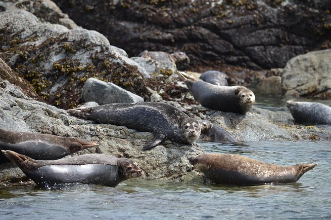 Zodiac Boat Whale and Wildlife 6-Hour Tour from Campbell River - Searching for whales, porpoises, and eagles