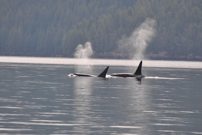 Zodiac Boat Whale and Wildlife 7-8-Hour Tour from Campbell River - Leaving Campbell River at 9:30 a.m.