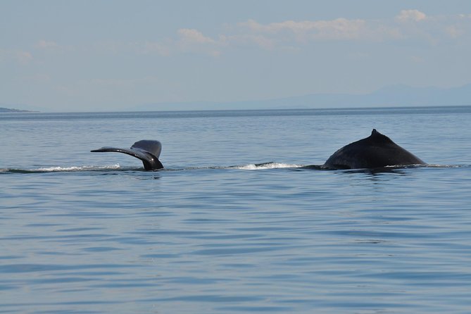 Zodiac Boat Whale and Wildlife 7-8-Hour Tour from Campbell River - Eagles, tidal rapids, and the Cape Mudge Lighthouse