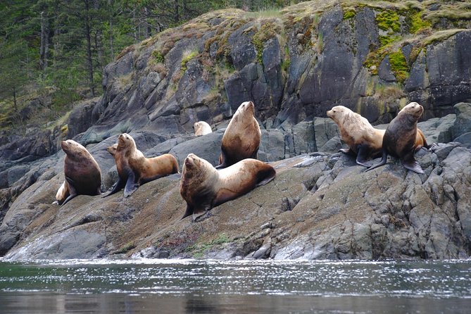 Zodiac Boat Whale and Wildlife 7-8-Hour Tour from Campbell River - The price and what you receive