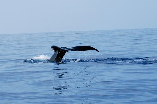 Zodiac Raft Whale Watching Adventure - A fast ride along the Kona coast