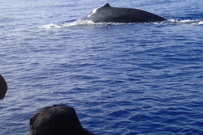 Zodiac Raft Whale Watching Adventure - What the three-hour itinerary feels like