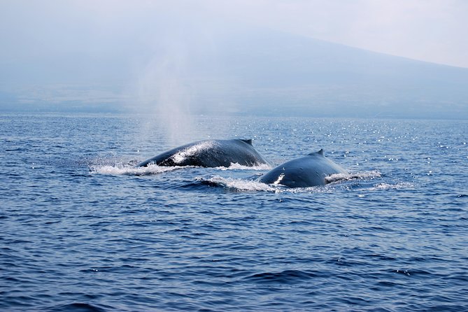 Zodiac Raft Whale Watching Adventure - Is $113.82 a fair price?
