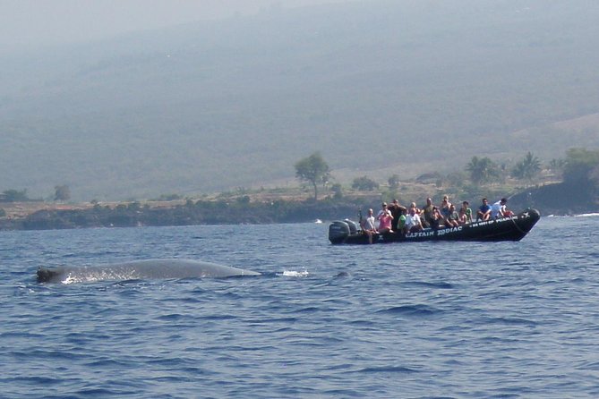 Zodiac Raft Whale Watching Adventure - Who should choose this Zodiac trip?