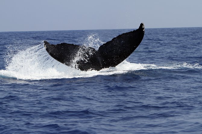 Zodiac Raft Whale Watching Adventure - Searching for humpback whales