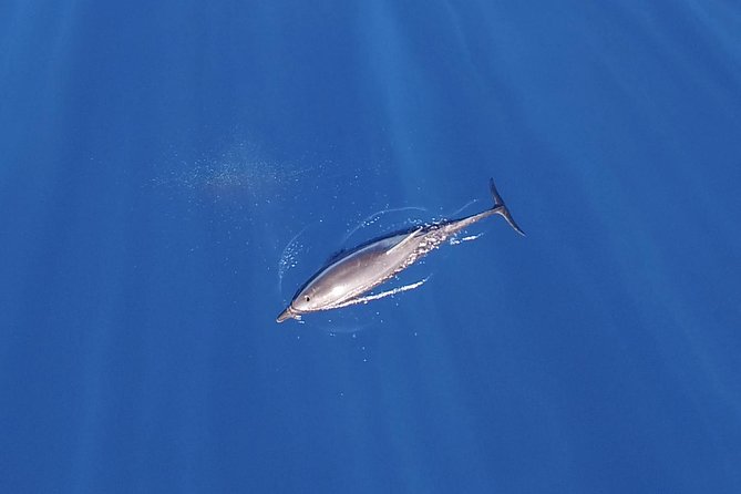 ZODIAC Whale Watch Tour | Cabo San Lucas | Biologist | FREE Pics - Leaving the marina for El Arco