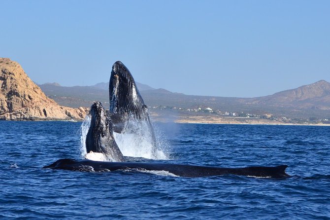 ZODIAC Whale Watch Tour | Cabo San Lucas | Biologist | FREE Pics - Hearing whales through the hydrophone