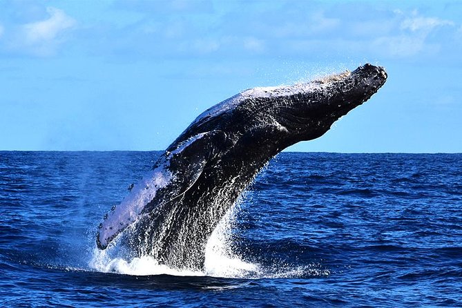 ZODIAC Whale Watch Tour | Cabo San Lucas | Biologist | FREE Pics - Responsible watching, not a boat chase