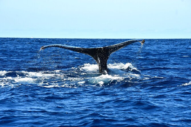 ZODIAC Whale Watch Tour | Cabo San Lucas | Biologist | FREE Pics - Free photographs are a real advantage
