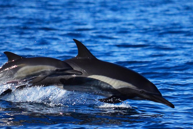 ZODIAC Whale Watch Tour | Cabo San Lucas | Biologist | FREE Pics - Timing, weather, and cruise-ship planning
