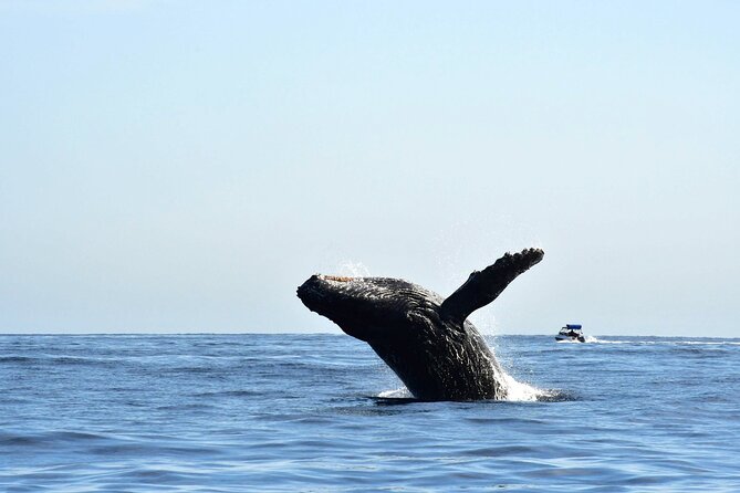 ZODIAC Whale Watch Tour | Cabo San Lucas | Biologist | FREE Pics - Searching for humpbacks beyond the Arch